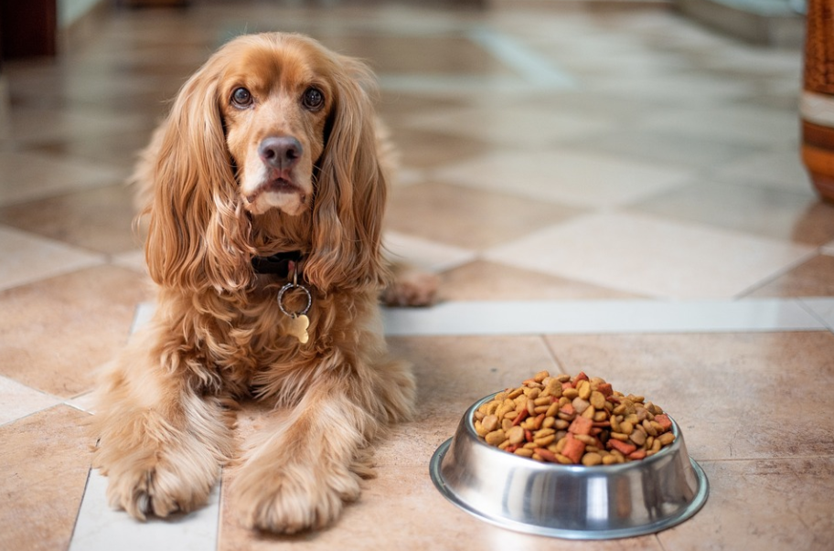 Purina Pro Plan vs. Blue Buffalo vs. Hill's Science Diet vs. Royal Canin: Which Wins the Dog Food Showdown?