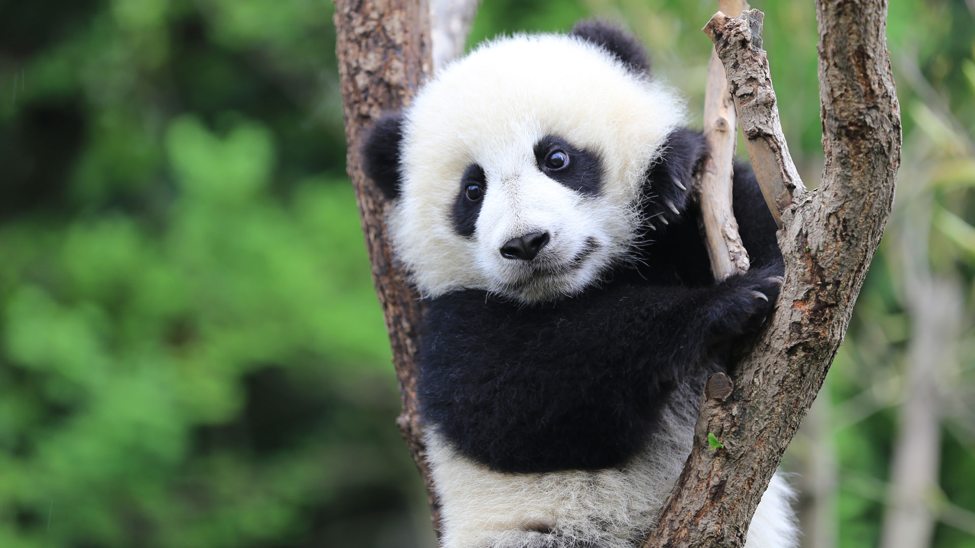 成都動物園 6.1km2. 成都大熊貓繁育研究基地 10.7km3.