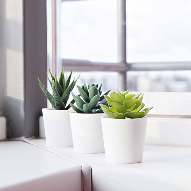 lifestyle_indoor_windowsill_3_plants_potted_not_colorful__75997.jpg